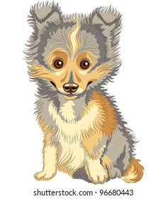 vector color sketch of a cute puppy breed Shetland Sheepdog, Sheltie, isolated on the white background