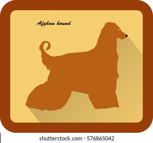 vector color sketch of the dog Afghan hound breed