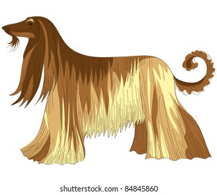 vector color sketch of the dog Afghan hound breed