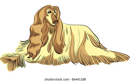 vector color sketch of the dog Afghan hound breed lying