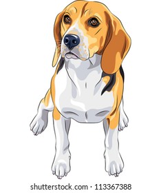 12,723 Beagle dog Stock Vectors, Images & Vector Art | Shutterstock