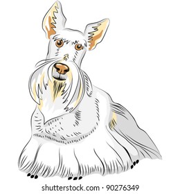 vector color sketch of the dog breed Scottish Terrier, wheat colored, on the white background