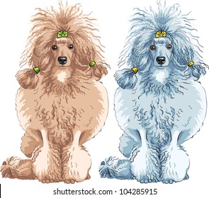 vector color sketch of the dog brown and white Poodle breed sitting, isolated on the white background