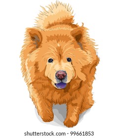 vector color sketch dog chow-chow runs breed isolated on the white background