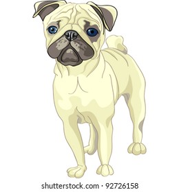 vector color sketch of the dog fawn pug breed