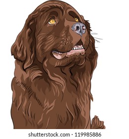 vector color sketch of the dog Newfoundland hound breed sitting