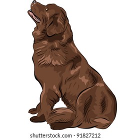 vector color sketch of the dog Newfoundland hound breed sitting