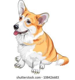 vector color sketch of the dog Pembroke Welsh corgi breed sitting and smiling