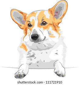 vector color sketch of the dog Pembroke Welsh corgi breed smiling
