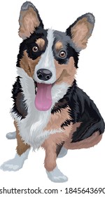 Vector color sketch of the dog Pembroke Welsh corgi breed sitting and smiling.