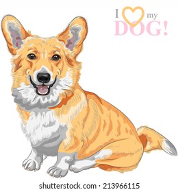 Vector color sketch of the dog Pembroke Welsh corgi breed sitting and smiling