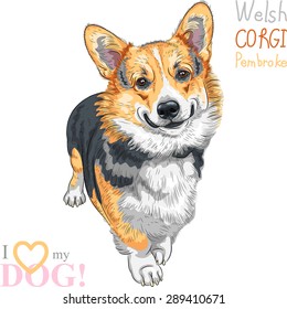 Vector color sketch of the dog Pembroke Welsh corgi breed standing and smiling