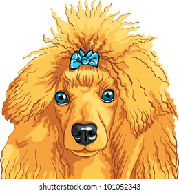 vector color sketch of the dog red Poodle breed isolated on the white background