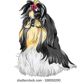 vector color sketch of the dog Shih Tzu (dog-lion; dog-chrysanthemum) Chinese breed