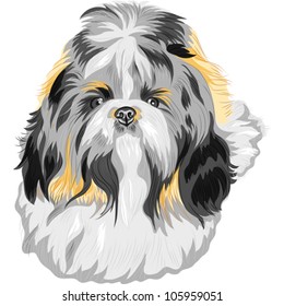 vector color sketch of the dog Shih Tzu (dog-lion; dog-chrysanthemum) Chinese breed