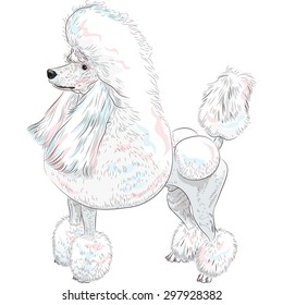 vector color sketch of the dog white Grand Poodle  breed in Continental or English saddle clip standing