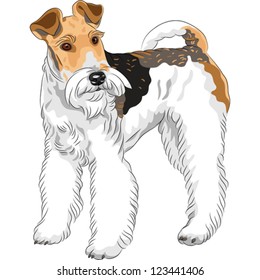 Vector color sketch of the dog Wire Fox Terrier breed standing