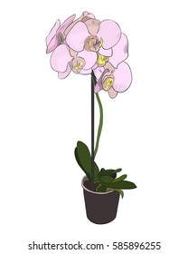 Vector color sketch of flower. Hand drawn illustration.