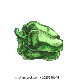 Vector color sketch of green pepper isolated on white background. Hand drawn botanical illustration of fresh paprika in engraving style.