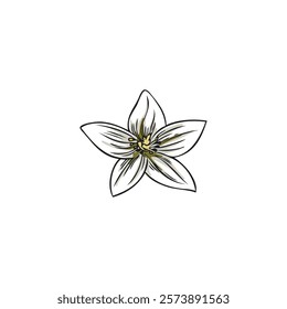 Vector color sketch of hand drawn bergamot flower head on isolated background. Kaffir lime botanical illustration. Citrus tree. Organic plant. Cosmetics, Spa, medicine, cooking.