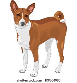 vector color sketch of the hunting dog Basenji  breed