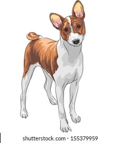 Vector color sketch of the hunting dog Basenji  breed 