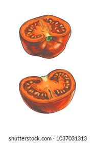 Vector color sketch with parts of tomato isolated on white background. Vintage hand drawn illustration of fresh vegetable cut in half longitudinal section in engraving style.