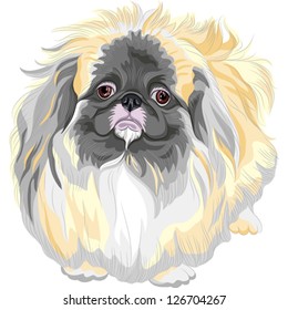 Vector color sketch sad Sable Pekingese dog (Lion-Dog, Pekingese Lion-Dog, Pelchie Dog, or Peke)