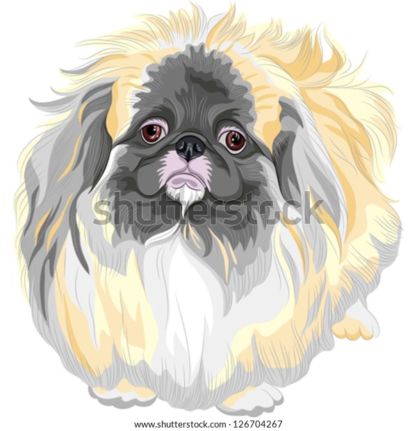 sable pekingese