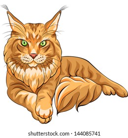 Vector color sketch serious red fluffy Maine Coon (American Longhair) cat lying