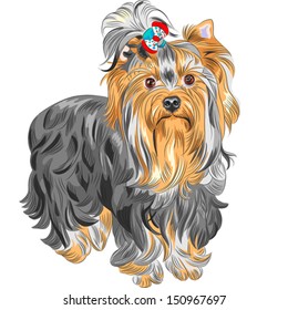 Vector color sketch serious Yorkshire terrier red and black with bow