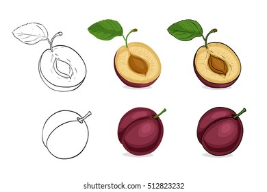Vector, color and sketch, tasty plum