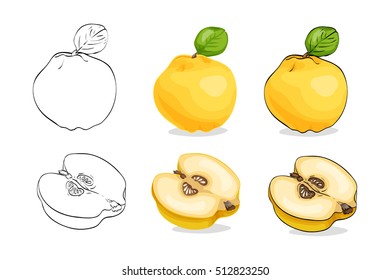 Vector, color and sketch, tasty quince