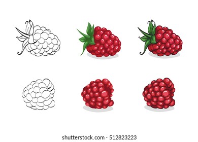 Vector, color and sketch, tasty raspberry