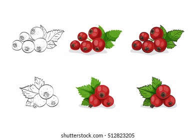 Vector, color and sketch, tasty red currant