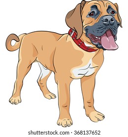 Vector Color sketch of the working farm dog Boerboel breed standing  with red collar