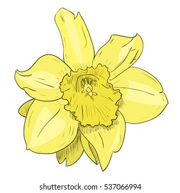 Vector color sketch of yellow flower. Hand draw illustration.