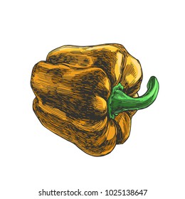 Vector color sketch of yellow pepper isolated on white background. Hand drawn botanical illustration of fresh paprika in engraving style.