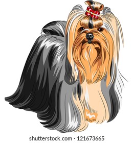 vector color sketch Yorkshire terrier red and black with elegant exhibition haircut