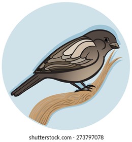 Vector Color Sparrow Illustration