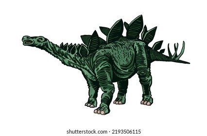 Vector color stegosaurus isolated, graphical illustration of dinosaur