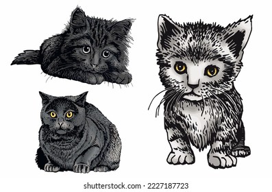 Vector color three cats,graphical drawing of domestic pets,illustration for design and books
