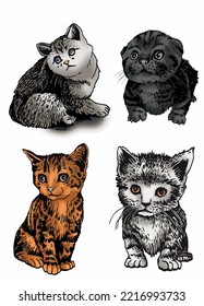 Vector  color two cats,graphical drawing of domestic pets,illustration for design and books