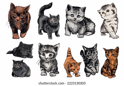 Vector color two cats,graphical drawing of domestic pets,illustration for design and books