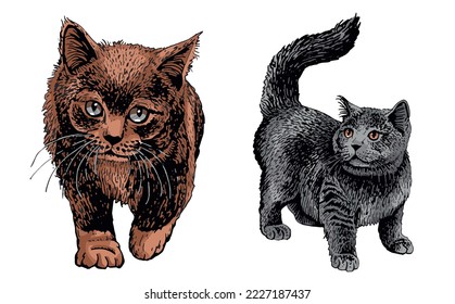 Vector color two cats,graphical drawing of domestic pets,illustration for design and books