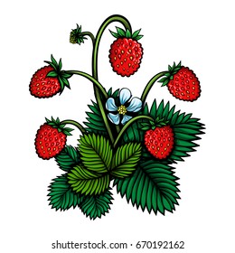 Vector Color Wild Strawberries Illustration