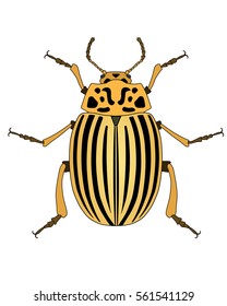 Vector colorado potato beetle