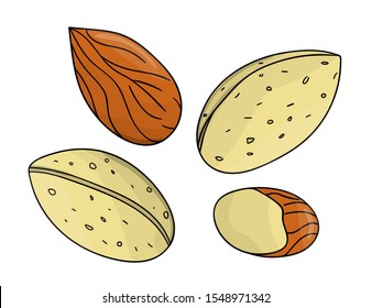 Vector colored almond icon. Set of isolated monochrome nuts. Food line drawing illustration in cartoon or doodle style isolated on white background