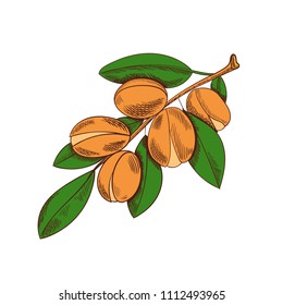 Vector Colored Argan Sketch, Colorful Plant Illustration.
