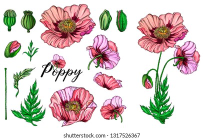 Vector colored bright flowers, buds, pink poppy leaves. Poppy flowers.